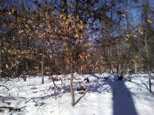 Beech tree in January