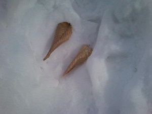 Beech leaves have finally fallen.