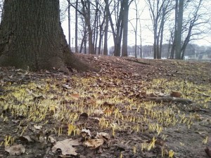 springshootsonwinterday