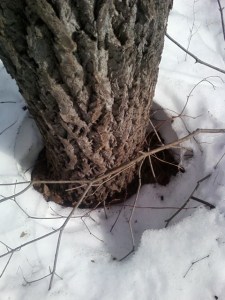 Tenafly Nature Center 2014 (H. Friedman)