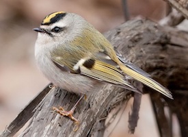 Kelly Azar, http://www.allaboutbirds.org/guide/Golden-crowned_Kinglet/lifehistory