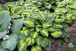 Hostas (http://en.wikipedia.org/wiki/Hosta)