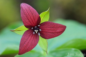 Purple Trillium, photo by Jim Salge (www.vftt.org)