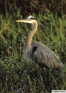 Great Blue Heron, by Marie Read, allaboutbirds.org