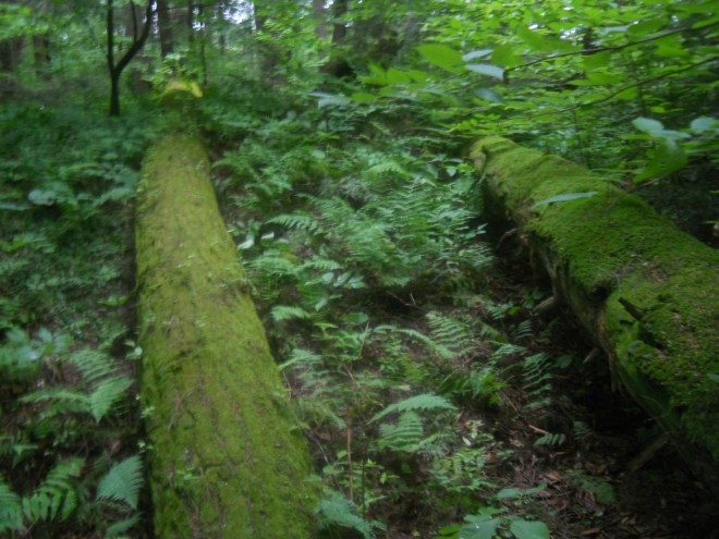Undisturbed moss covered trunks in Follensby area.