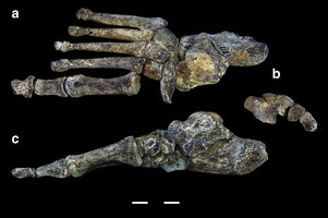 Digital reconstruction of Homo naledi foot. Nature Communications, August 2015