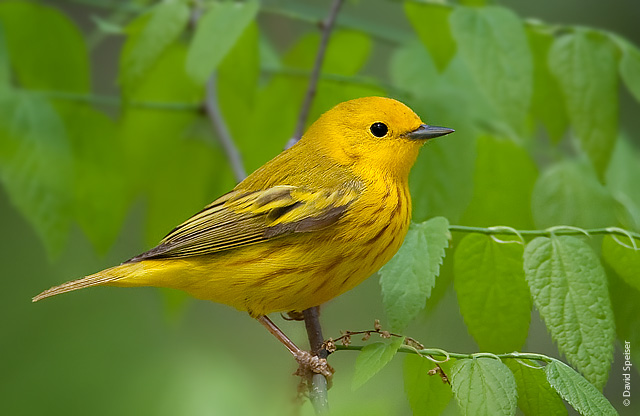 yellow_warbler